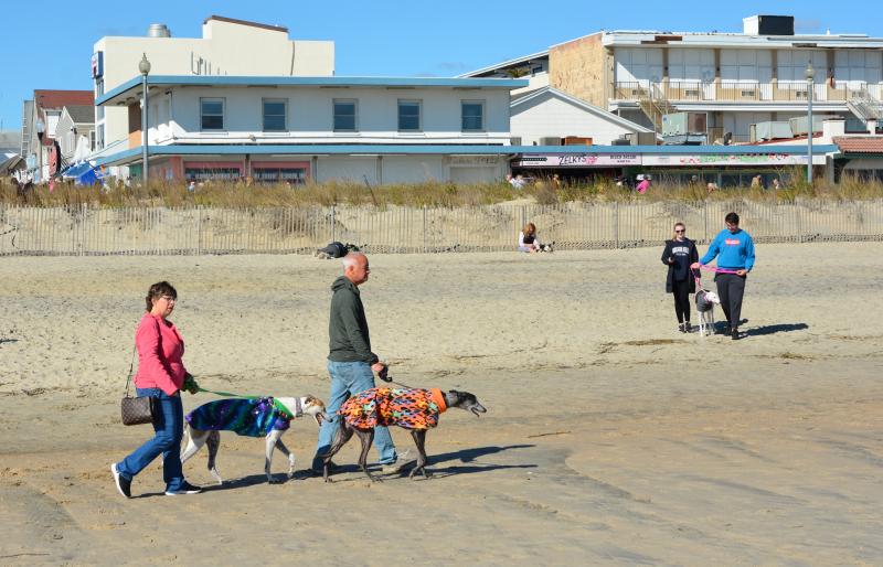 Greyhounds Reach the Beach returns to Cape Region Cape Gazette